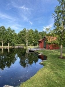 Damm i fruktgård