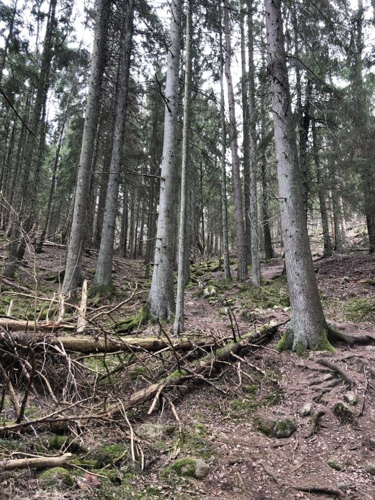 forest