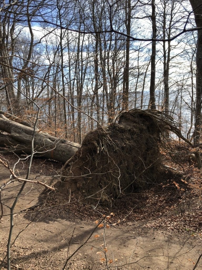 root rot