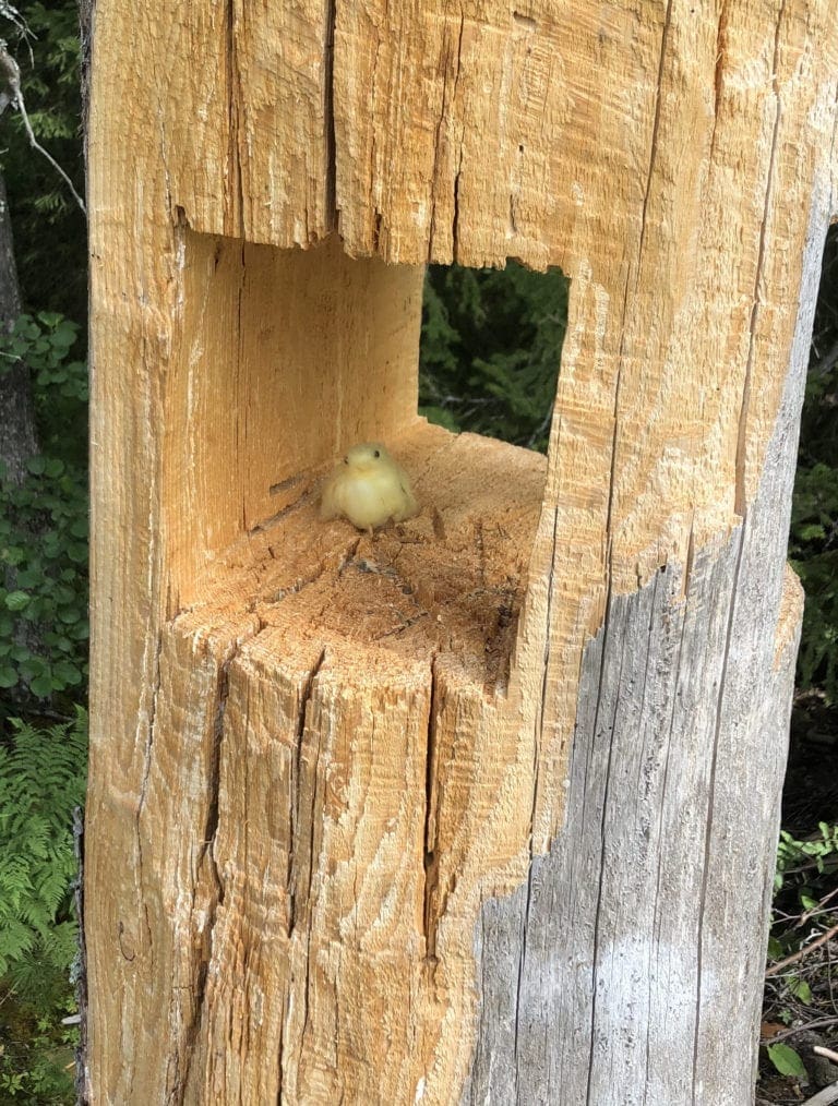 Huhn im Stoppelacker