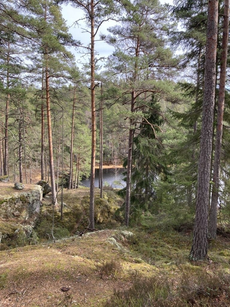 Utsikt från skogen över vatten